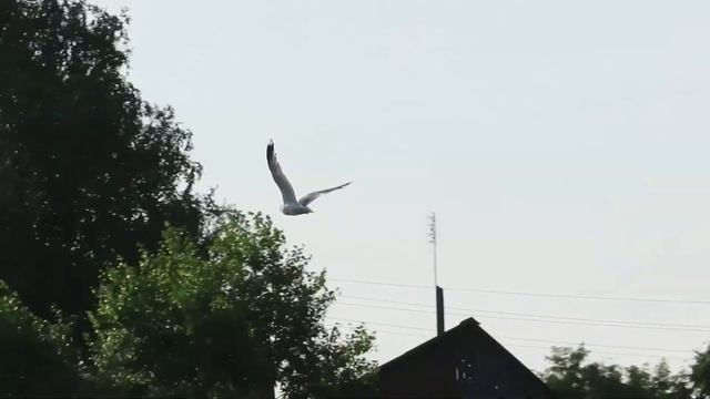 №2394 09.07.2022 Утро смотреть онлайн