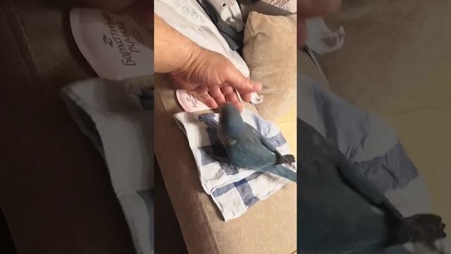 Попугай монах, калита , квакер смотреть онлайн