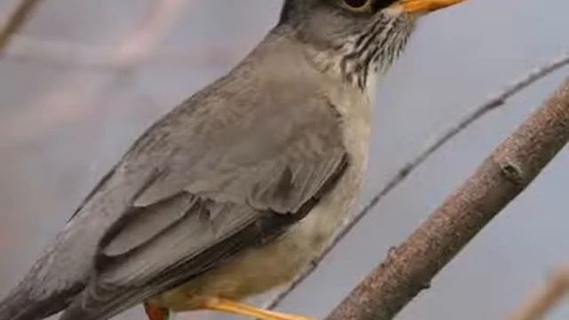 Flora y fauna de Chile 🇨🇱 смотреть онлайн