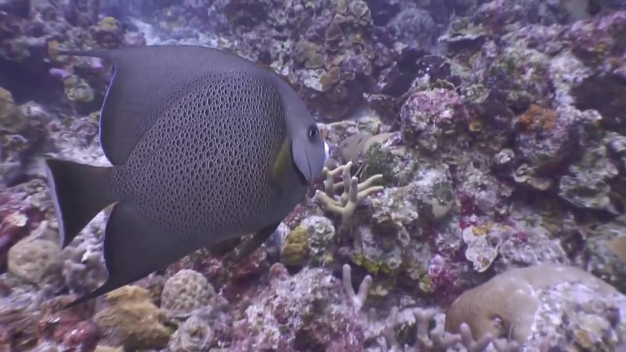 Bay of Pigs, Cuba, January 2010 смотреть онлайн