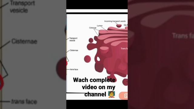 Golgi complex 📙 l ( Part Twenty Nine)🧑🏫#viral #viral #@botanysolution4054 смотреть онлайн