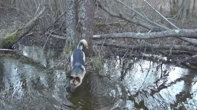 Русская охота Весна идет  Забытую песню валдшнеп несет задумчиво в елках летя