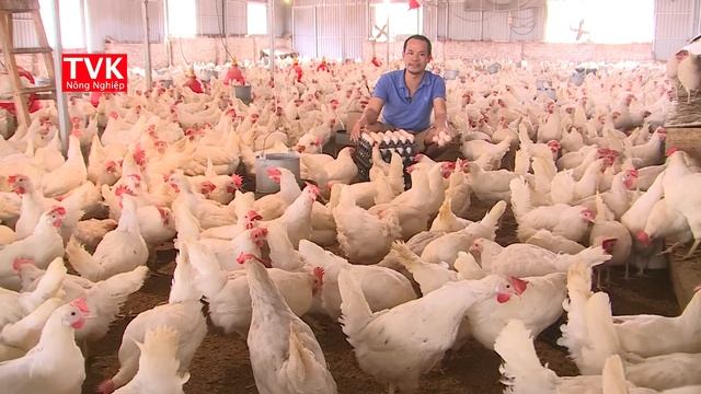 Gà ơi là gà, trứng ơi là trứng. Phá sản vì giá cám tăng cao смотреть онлайн