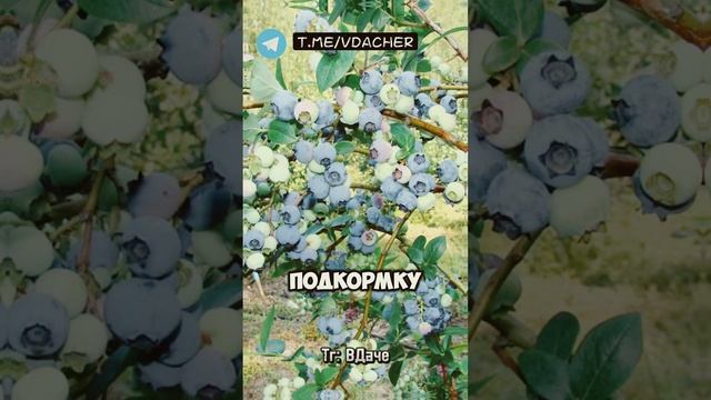 Сделайте подкормку голубики летом и урожай вас порадует ✨#дача #сад #огород смотреть онлайн