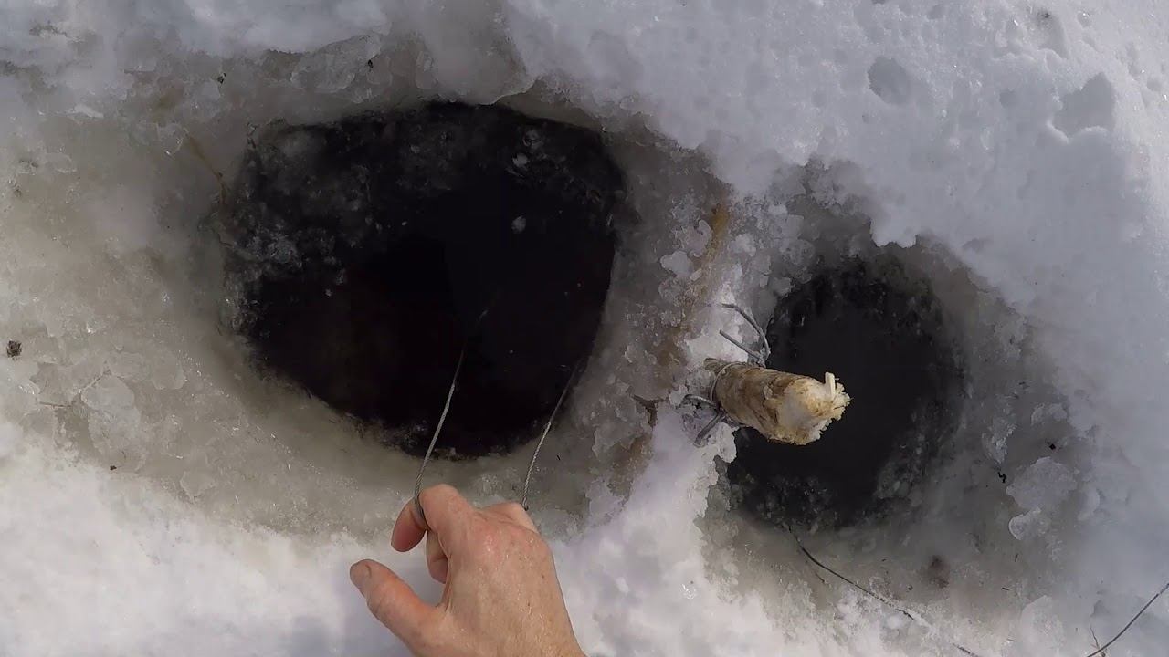 2021 Beaver Trapping: Snaring Beaver Under the Ice with Cable Restraints. Shows XXL (62 Lb) Catch! смотреть онлайн