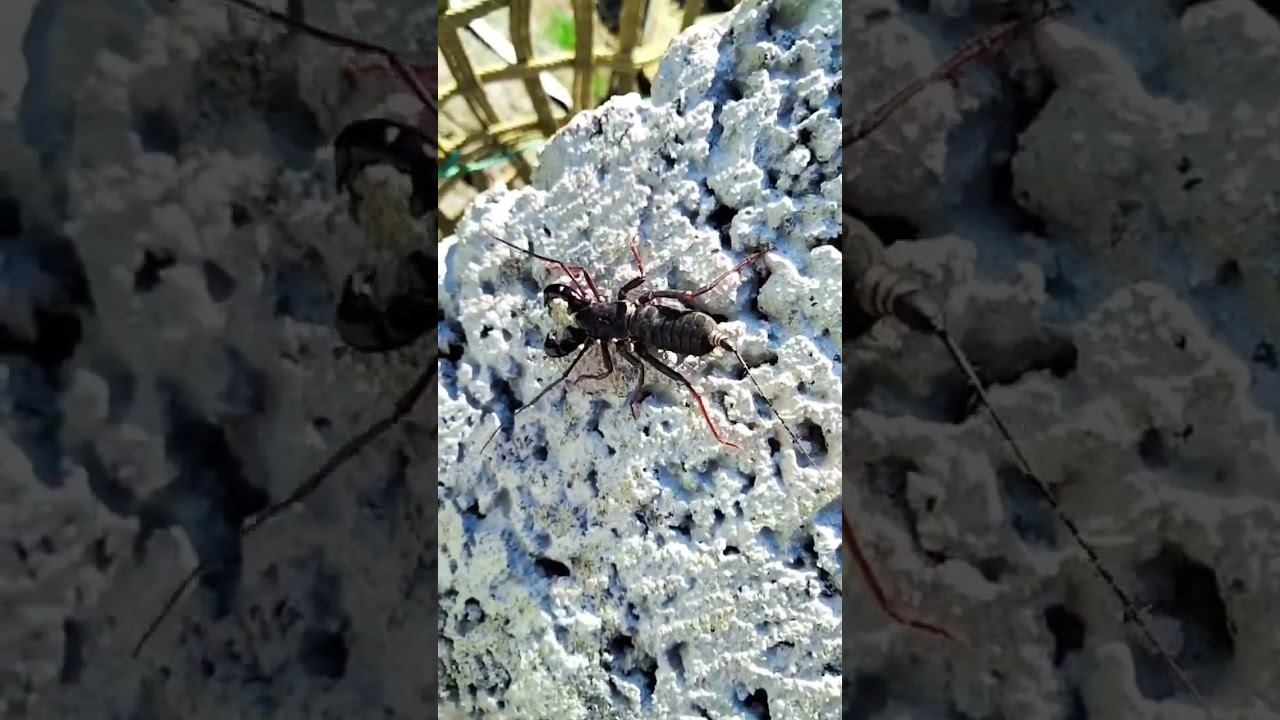 🦂GIANT VINEGAROON🦂🌿📸 PHOTOGRAPHY IS NOT EMOTION IT'S FEELING 🦂🌿📸 смотреть онлайн