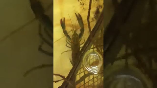 УЗВ. АККР. РАКИ. Запустили раков в нововое УЗВ. смотреть онлайн