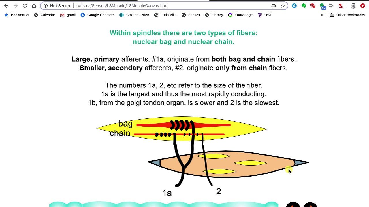 Lecture 8 Muscle Sense смотреть онлайн