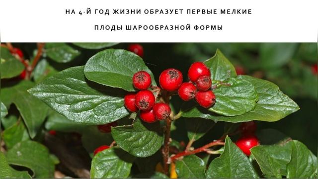 Кизильник Блестящий смотреть онлайн