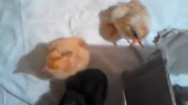 выведение цыплят в инкубаторе смотреть онлайн