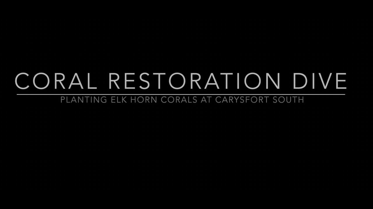 Diving With The Coral Restoration Foundation  Growing And Replanting  Corals In Key Largo
