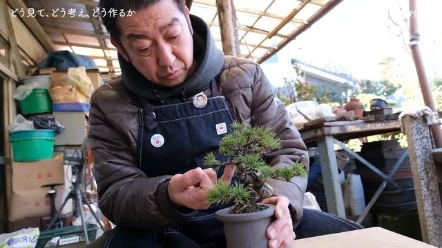 【五葉松】初心者向け？素材の見極め、構想、作り方を学ぶ【盆栽Q】 смотреть онлайн