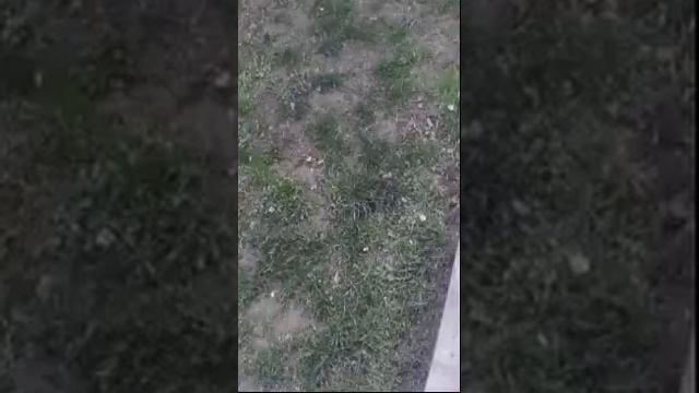 Live Detente смотреть онлайн