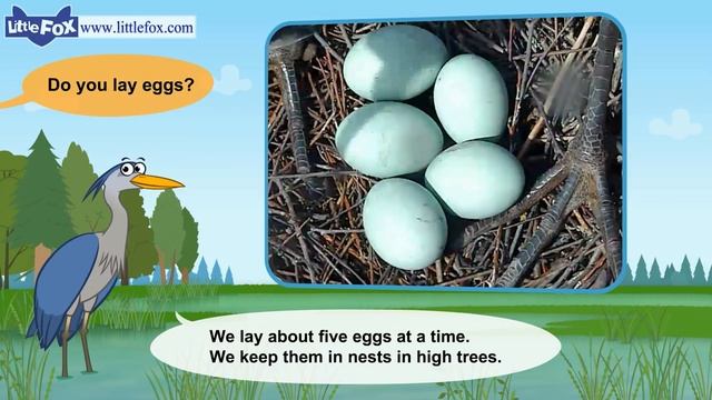 Meet the Animals 11_ Great Blue Heron _ Level 2 _ By Little Fox смотреть онлайн