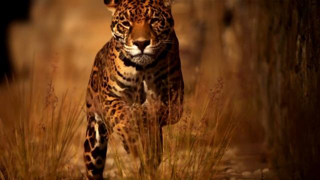 Beautiful and wild смотреть онлайн