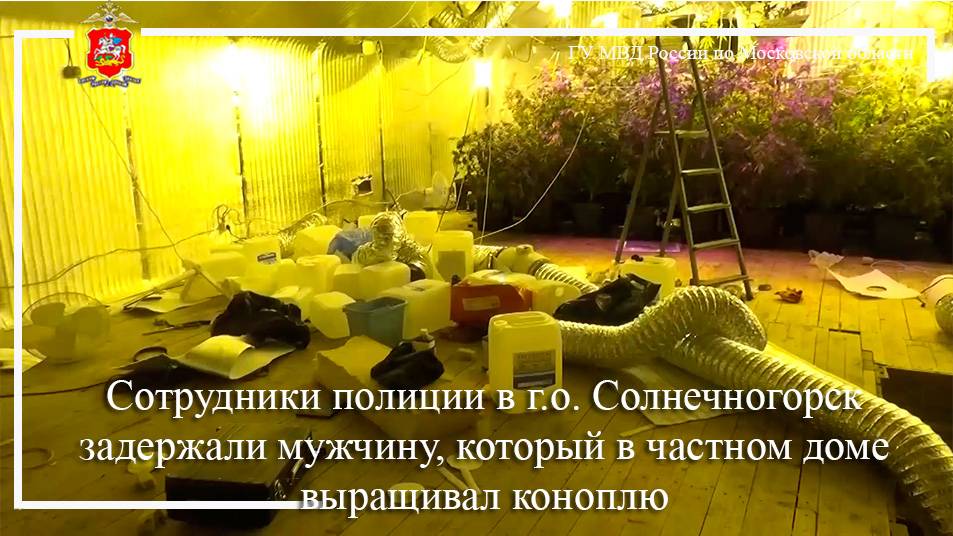 Сотрудники полиции в г.о. Солнечногорск задержали мужчину, который в частном доме выращивал коноплю смотреть онлайн