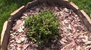 Ель обыкновенная Нидиформис (Nidiformis)