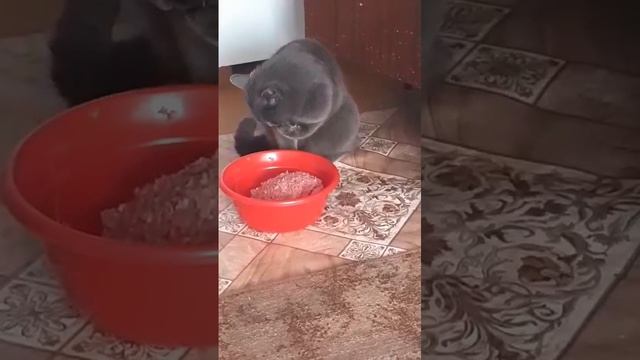 КОШКА ЕСТ ЛАПКОЙ смотреть онлайн