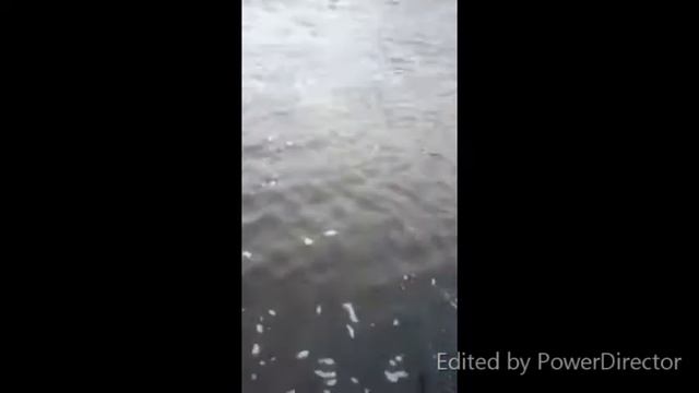 Сёмга. Кольский полуостров. Индель смотреть онлайн