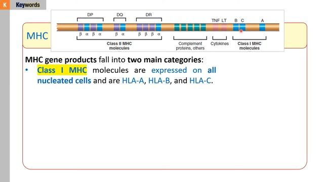 Quick Note! What is MHC (HLA)? смотреть онлайн