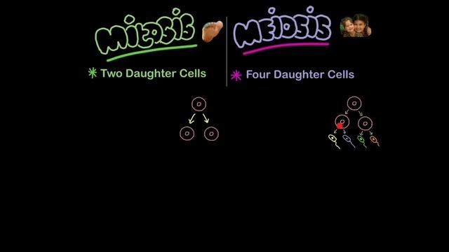 B2 Cell Division (EDEXCEL) смотреть онлайн