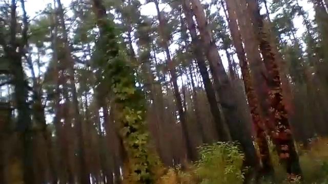 Гуляем в лесу .⭐ виктория Грей⭐ смотреть онлайн