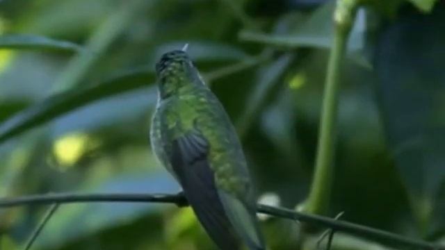 Ökosystem tropischer Regenwald смотреть онлайн