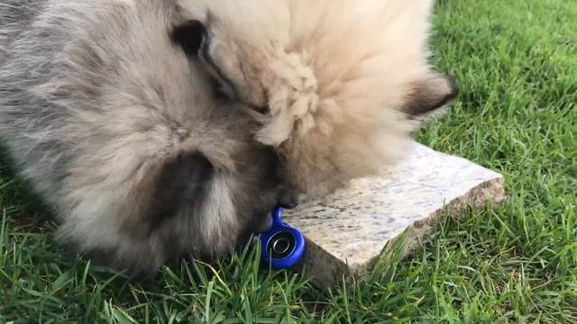 Best Bowtie Pomsky Love - Best Pomsky Play Ever! смотреть онлайн