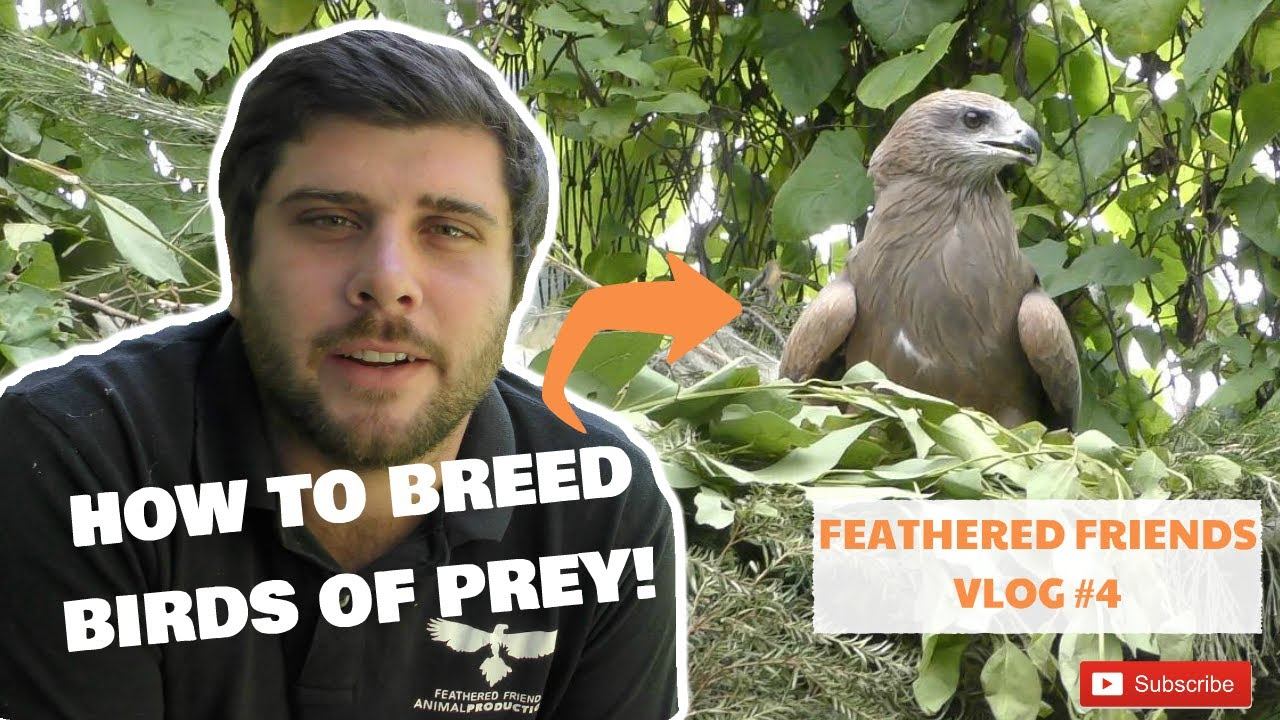 How to Breed Birds of Prey! смотреть онлайн