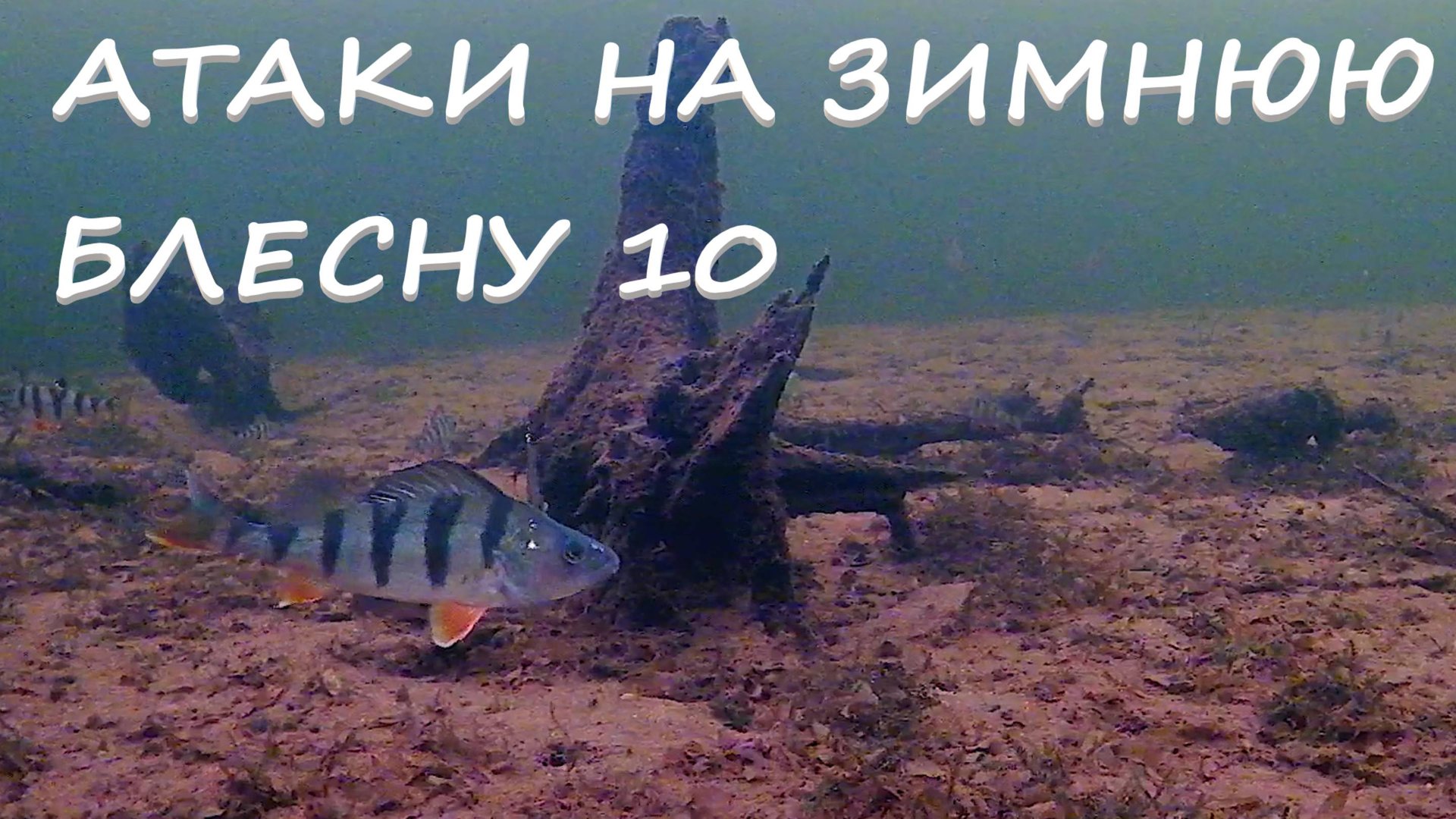 Подводные атаки окуня на зимнюю блесну часть 10. Focusfish. смотреть онлайн