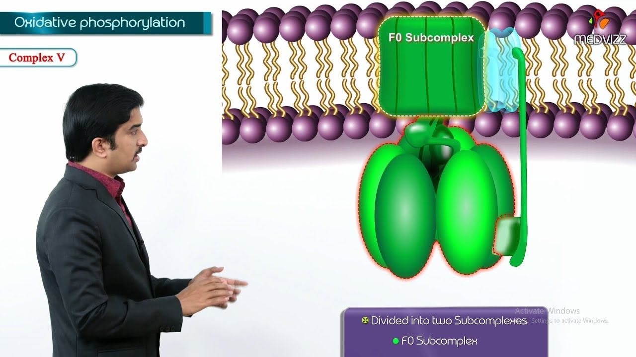 Oxidative phosphorylation Animation - Formation of ATP & sites of ATP synthesis смотреть онлайн