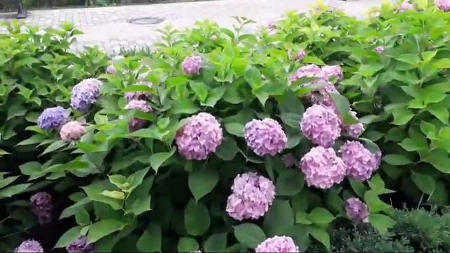 #Краснодар #обзор #улица 27 06 2022 смотреть онлайн