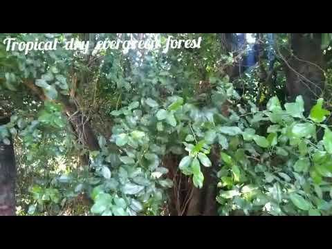Eco-restoration of Tropical Dry Evergreen Forest смотреть онлайн