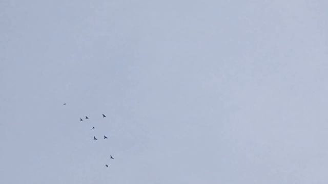 мои.голуби.гоняем.по.немногу. смотреть онлайн