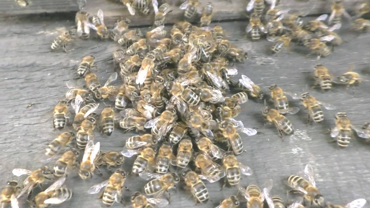 Так пчелы убивают шершня смотреть онлайн