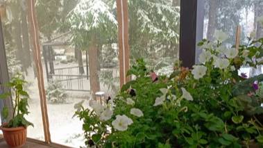 Зимний сад. #садовые_цветы_зимой. смотреть онлайн