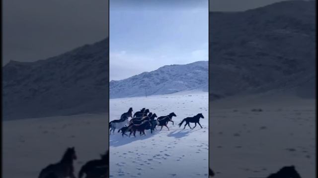 Поскакали. Дмитрий Шлапак смотреть онлайн