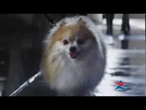 Sportmaster / Wet Dog
