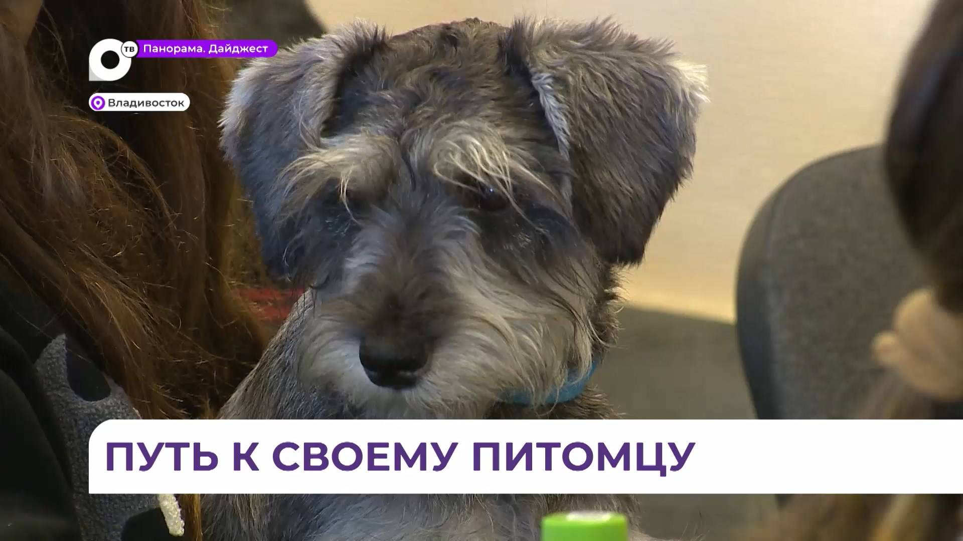 Проект «Путь в кинологию» в Приморье знакомит школьников с основами дрессировки смотреть онлайн