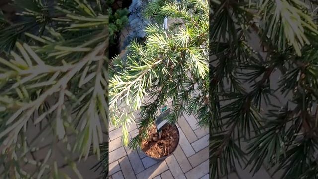 🌲На штамбе Кедр Филин Блю | Telegram: https://t.me/love_is_hvoiny_dvorik смотреть онлайн