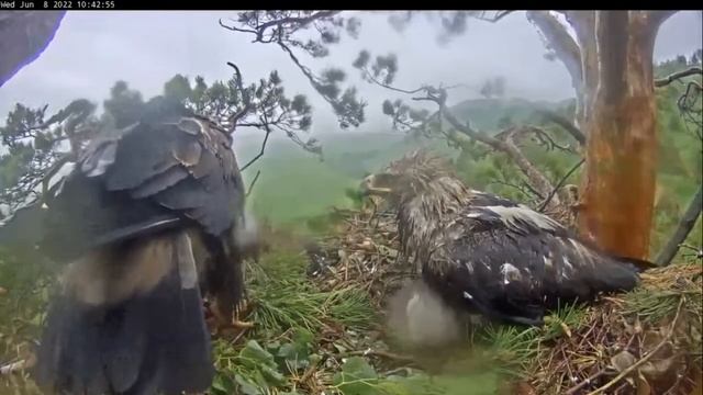 Altyn feeds Altynai after enduring a gruelling 30 hours of storms 🦅 Алтын и Алтынай — Солнечные Орл смотреть онлайн