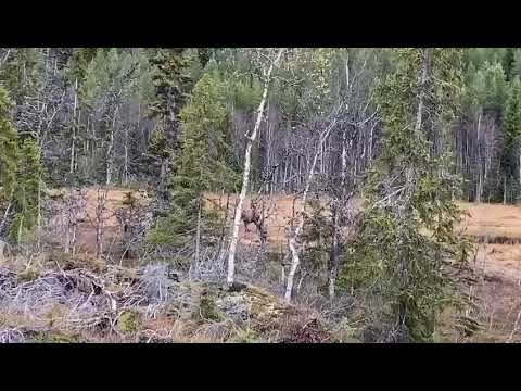 охота на кабана