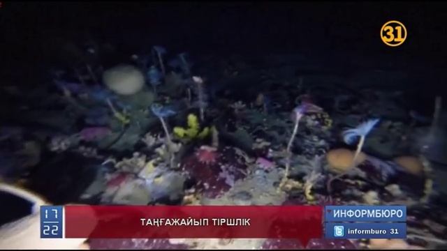 Ғалымдар Антрактикада мұхит фауна мен флораға бай екенін дәлелдеді смотреть онлайн