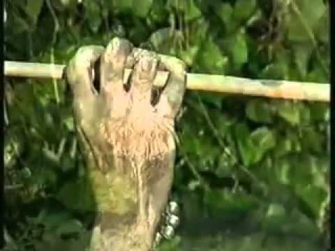 Synaulia Music of Ancient Rome on TV 1 of 3 смотреть онлайн