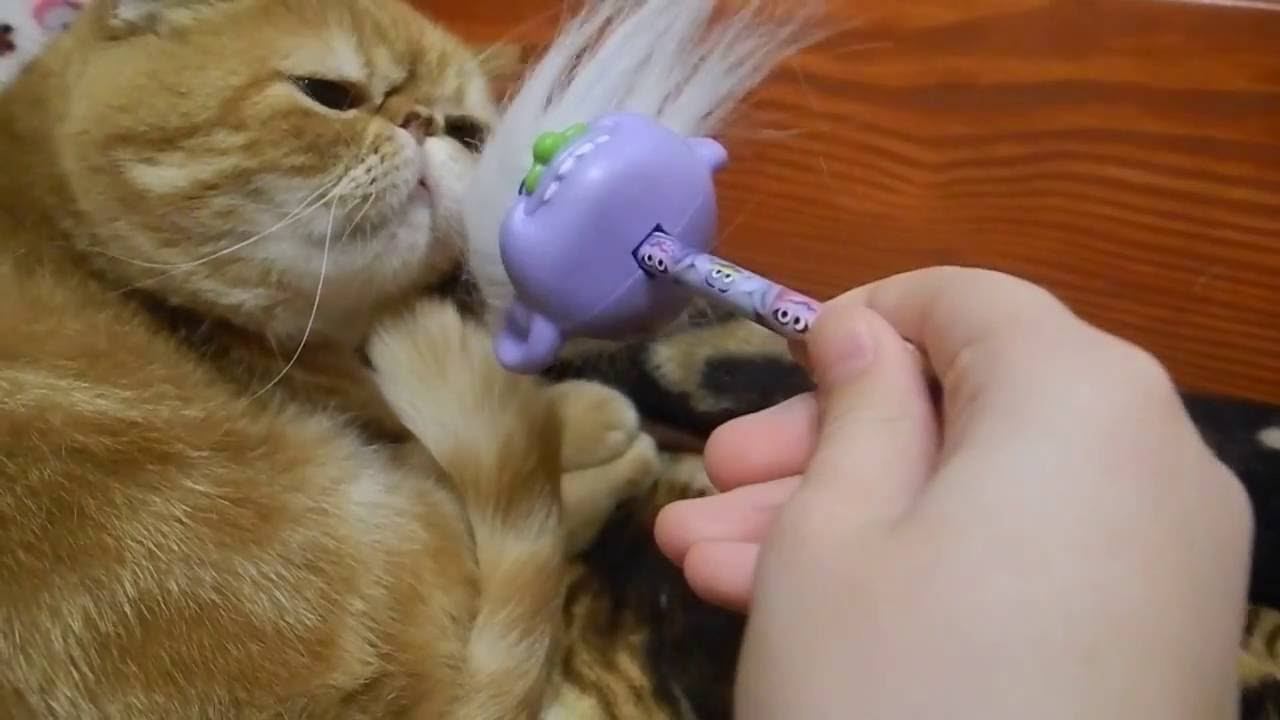 Как кошка играет с игрушкой смотреть онлайн