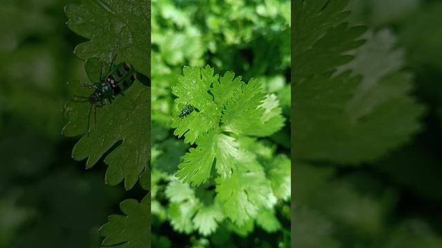 biodiversidad en el cultivo de cilantro 🌱🐞 смотреть онлайн