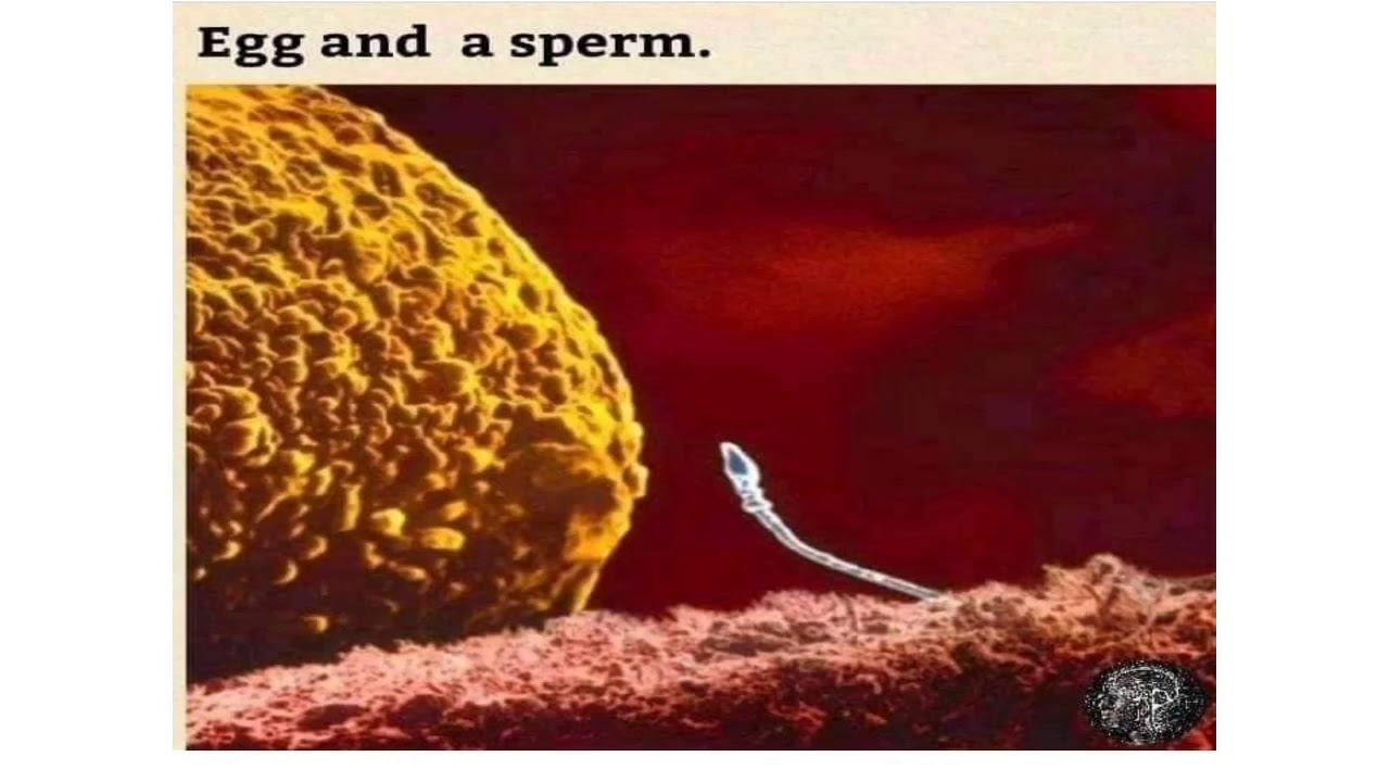 Fertilization And Pregnancy (Short Video)