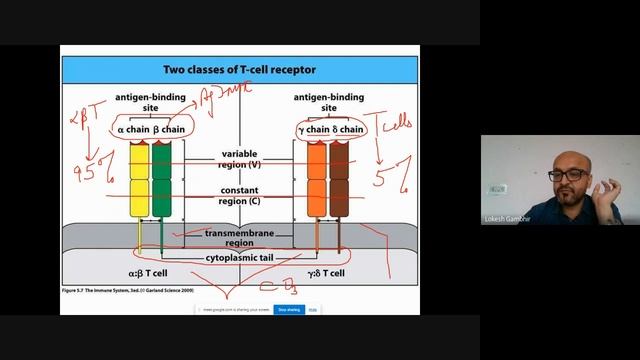 T cell receptor signaling I смотреть онлайн