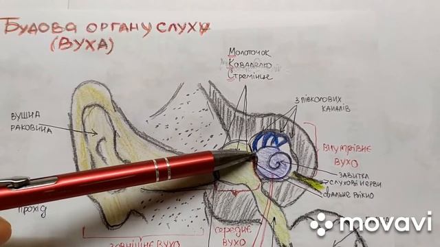 8 клас біологія тема Слухова сенсорна система. Будова вуха. смотреть онлайн