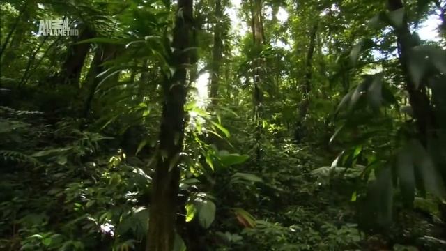 Неизведанные острова Карибы Caribbean смотреть онлайн